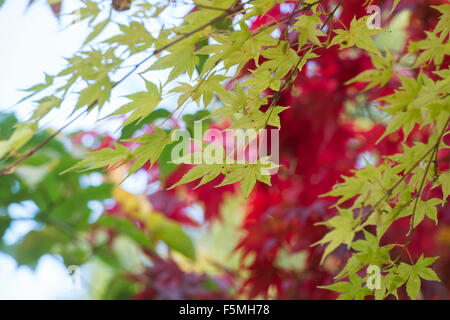 Acer palmatum 'beni kawa' tree leaves changing colour in autumn. UK Stock Photo