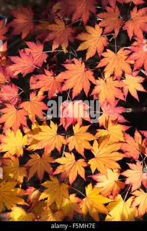 Acer pseudosieboldianum. Korean Maple tree leaves changing colour in autumn. UK Stock Photo