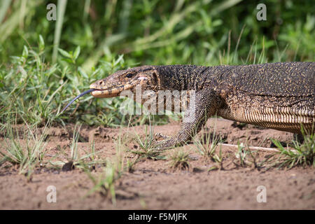 Wild water monitor lizard on the banks of the Kinabatangan river in Borneo Stock Photo