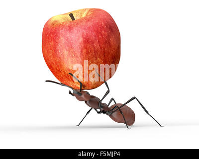 ant is lifting an apple isolated on a white background Stock Photo