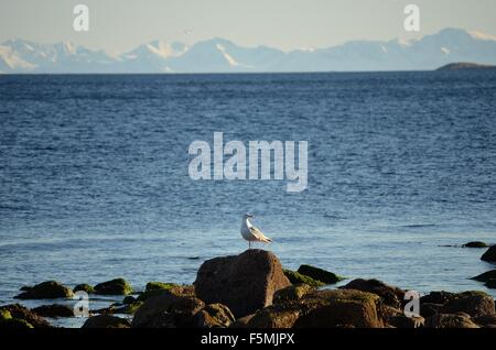 Seagull on shore rocks with mighty snow covered mountain range and ocean in the background Stock Photo