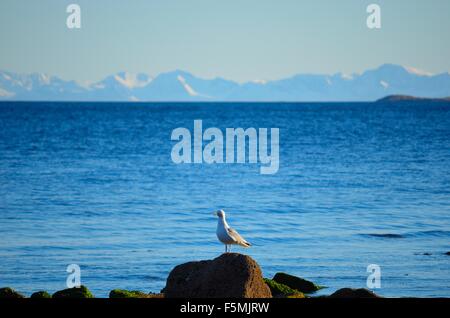 Seagull on shore rocks with mighty snow covered mountain range and ocean in the background Stock Photo