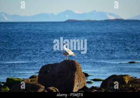 Seagull on shore rocks with mighty snow covered mountain range and ocean in the background Stock Photo
