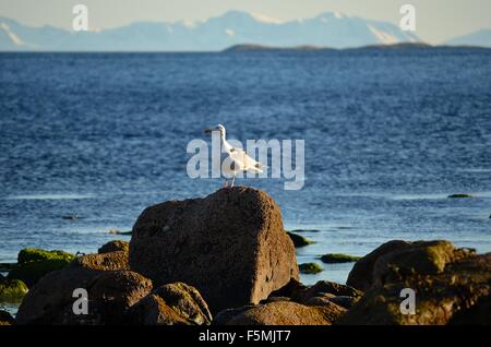 Seagull on shore rocks with mighty snow covered mountain range and ocean in the background Stock Photo