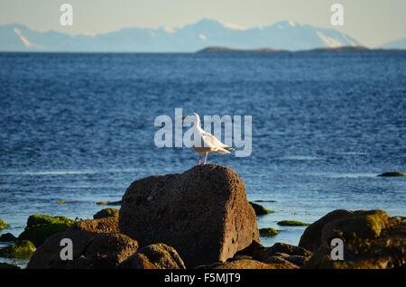 Seagull on shore rocks with mighty snow covered mountain range and ocean in the background Stock Photo