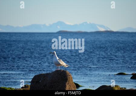 Seagull on shore rocks with mighty snow covered mountain range and ocean in the background Stock Photo