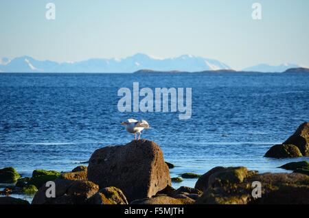 Seagull flying off on shore rock with mighty snow covered mountain range and ocean in the background Stock Photo