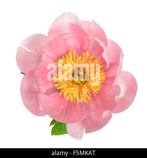 Single fresh pink peony flower isolated on white background Stock Photo ...