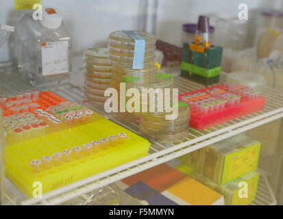 Petri dishes and other biiological samples in a refrigerator of a biotechnology lab Stock Photo