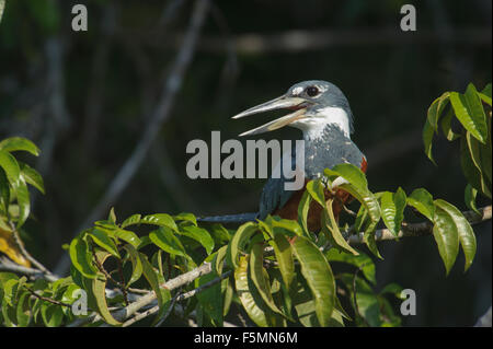 Ringed Kingfisher (Ceryle torquatus), Araras Ecolodge,  Mato Grosso, Brazil Stock Photo