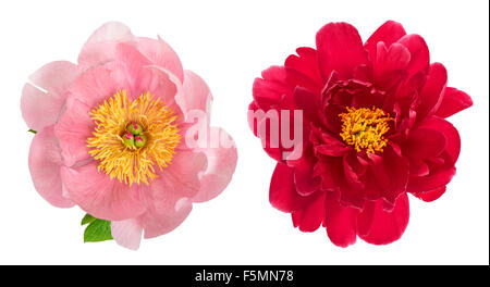 Pink and red peony blossom isolated on white background. Flower head Stock Photo