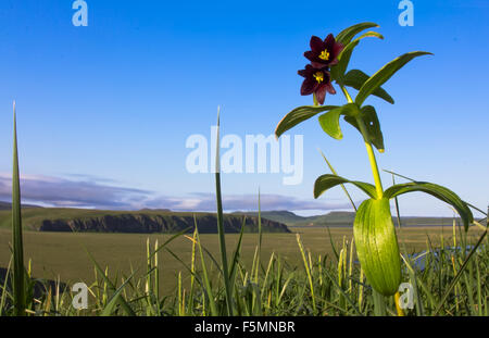 KAMCHATKA FRITILLARY ( FRITILLARIA CAMSCHATCENSIS) against the tundra and table mountains. Stock Photo