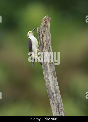 White Woodpecker (Melanerpes candidus) searching for insects on rotting tree,  The Pantanal, Mato Grosso, Brazil Stock Photo