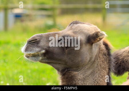 Bactrian Camel head Stock Photo