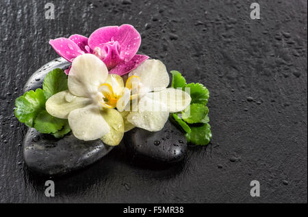 Fresh orchid flowers with water drops and black stones on black background Stock Photo