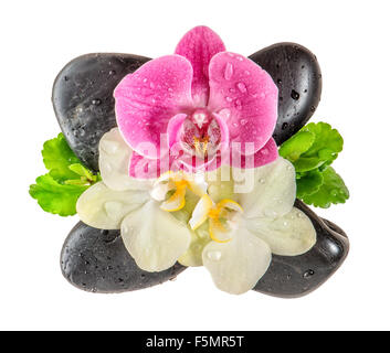 Fresh orchid flower with water drops and black stones isolated on white background. Spa concept Stock Photo