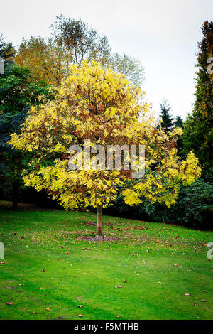 Mountain Ash tree beginning to lose its leaves in Autumn at Walton Hall Gardens, Warrington, Cheshire, England, UK Stock Photo