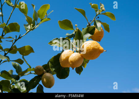 Lemons growing on branch against a blue sky. Strong diagonal. Space for copy. Diagonal. Stock Photo