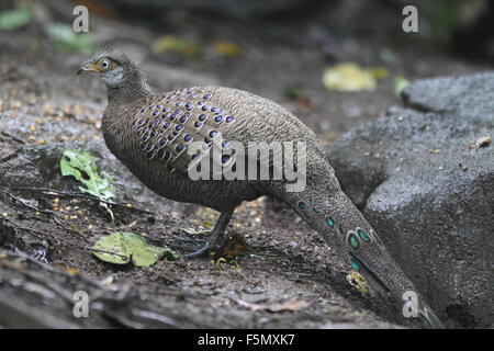 Grey peacock-pheasant (Polyplectron bicalcaratum) in Thailand Stock Photo