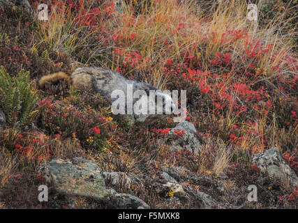 A Hoary Marmot (Marmota caligata) suns on a rocky slope near its burrow at or above tree line in Denali National Park, Alaska. Stock Photo