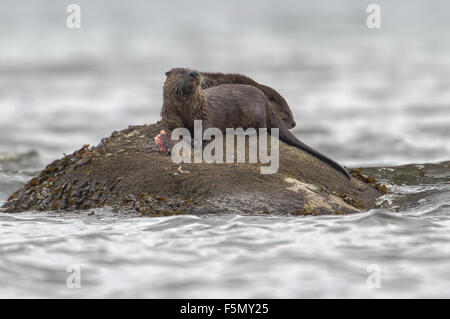 Common Otter (Lontra canadensis) AKA Northern River Otter - feeding on flat fish,  Qualicum Beach, British Columbia, Canada Stock Photo