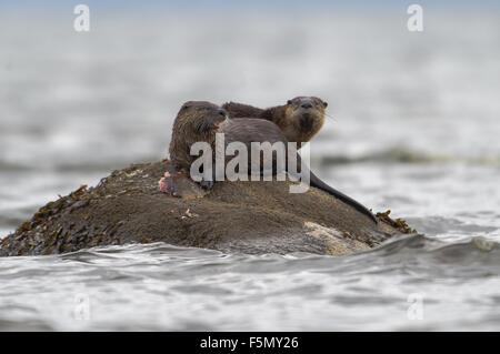 Common Otter (Lontra canadensis) AKA Northern River Otter - feeding on flat fish,  Qualicum Beach , British Columbia, Canada Stock Photo