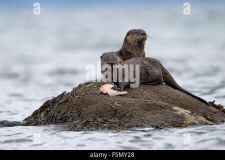 Common Otter (Lontra canadensis) AKA Northern River Otter - feeding on flat fish,  Qualicum Beach , British Columbia, Canada Stock Photo