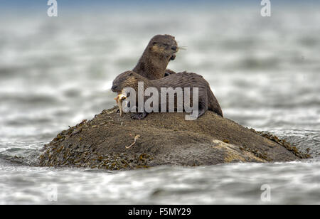 Common Otter (Lontra canadensis) AKA Northern River Otter - feeding on flat fish,  Qualicum Beach , British Columbia, Canada Stock Photo