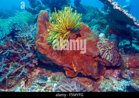 Different Feather Stars, Sumbawa, Indonesia Stock Photo