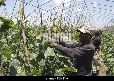 Maputo. 5th Nov, 2015. Mozambican farmers learn farming technique at the Chinese Agricultural Technology Demonstration Center in Boane district of Maputo Province, on Nov. 5, 2015. Built in 2010, the demonstration center is an important cooperation project between the Chinese and Mozambican governments. Apart from doing agricultural experiments, the center is also involved in the training of local technical personnel, having trained about 900 people up to October, 2015. © Li Xiaopeng/Xinhua/Alamy Live News Stock Photo