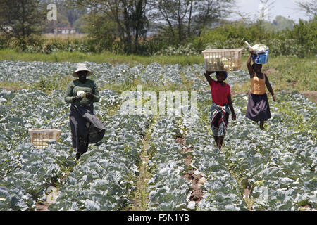 Maputo. 5th Nov, 2015. Mozambican farmers pick cabbage at the Chinese Agricultural Technology Demonstration Center in Boane district of Maputo Province, on Nov. 5, 2015. Built in 2010, the demonstration center is an important cooperation project between the Chinese and Mozambican governments. Apart from doing agricultural experiments, the center is also involved in the training of local technical personnel, having trained about 900 people up to October, 2015. © Li Xiaopeng/Xinhua/Alamy Live News Stock Photo