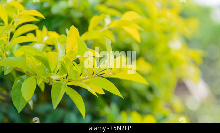 Green foliage and yellow soft blur on sunny days, background Stock Photo