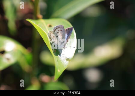 The Common Hedge Blue (Acytolepis puspa) male in Japan Stock Photo