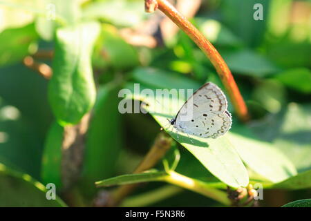 The Common Hedge Blue (Acytolepis puspa) male in Japan Stock Photo