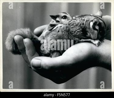 1962 - The Zoo's Latest Baby A Flying Phalanger: A flying Phalanger is the latest baby born at the London Zoo. The mother is one of the collection of four of the squirrel like marsupials received fro Australia last March. he has been given the name of ''Joey'' (Flying Phalangers glide from tree to tree in search of food. The young are carried until they are able to fend for themselves). Photo Shows The new zoo baby - with its m other - at the London zoo. © Keystone Pictures USA/ZUMAPRESS.com/Alamy Live News Stock Photo