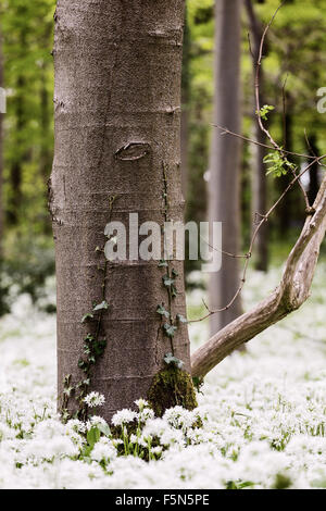 A common ivy growing on a tree in  a deciduous forest with wild garlic undergrowth in spring, Midlothian, Scotland Stock Photo