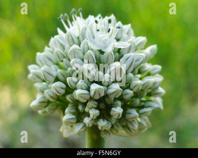 Small Flower Bud With Green and White Close Up Stock Photo