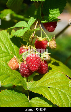 Big red ripe juicy raspberries on the plant Stock Photo
