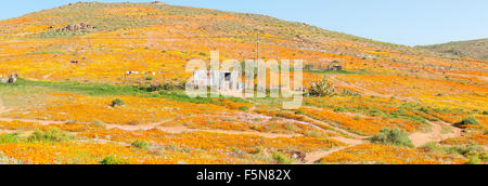 A shack in a carpet of indigenous flowers in Molsvlei, a small village in the Namaqualand region of the Western Cape Province of Stock Photo