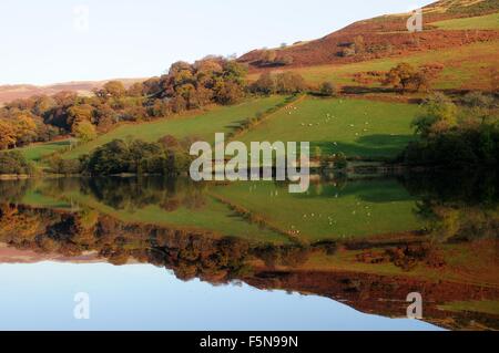 Mirror image of green fields and trees in autumn Caban Coch Reservoir Rhayarer Elan Valley powys Wales cymru uK GB Stock Photo