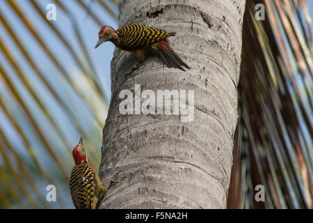 Male Hispaniolan Woodpeckers fighting over nest in palm tree Stock Photo