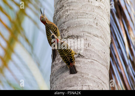 Male and Female Hispaniolan Woodpeckers defending nest in palm tree Stock Photo