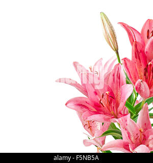 Beautiful pink lily, isolated on white Stock Photo