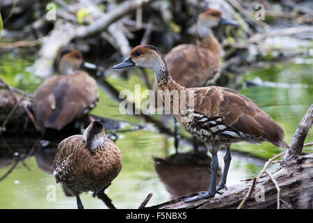 West Indian Whistling Duck in Mangrove Swamp Stock Photo