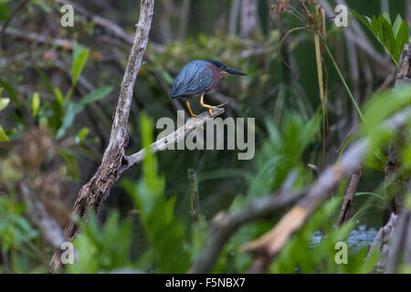 Green Heron in Mangrove Swamp Stock Photo