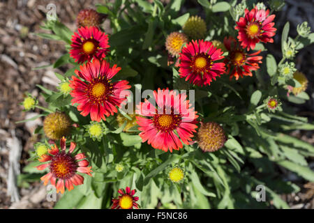 Blanket Flower Arizona Red Shades, Gaillardia x Grandiflora Stock Photo