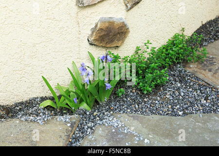 Spanish bluebells growing in a gravel path with thyme beside a stucco wall Stock Photo