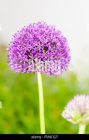 Purple giant onion (Allium Giganteum) flower Stock Photo