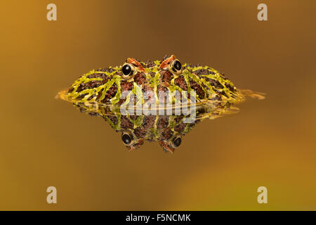 Argentinian Horned Frog (Ceratophrys Ornata) Stock Photo