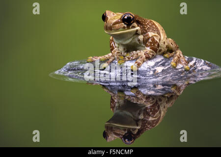 Amazon Milk Frog (Trachycephalus Resinifictrix) Stock Photo